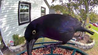 Morning Ballet of Grackles A Poetic Feast Unfolding in Natures Drama 🌅 [upl. by Nikolas]