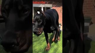 Doberman vs Boxer 🐶🐶🐶  Doberman Dog fight [upl. by Herman515]