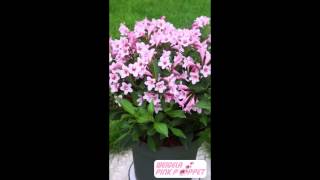 Weigela Pink Poppet Plangen [upl. by Paulie]