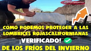 Lombricultura Mundial Como proteger a las Lombrices Rojas Californianas de los fríos ¡VERIFICADO ✅ [upl. by Simonsen53]