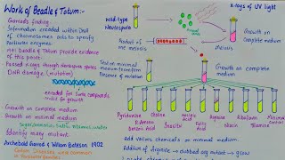 Beadle and Tatum experiment  One gene one enzyme theory [upl. by Akemor]