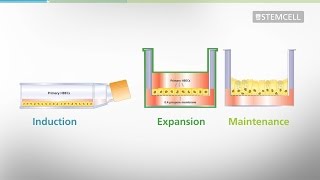 Mucociliary Differentiation of Primary Bronchial Epithelial Cells in AirLiquid Interface Cultures [upl. by Ahseyn]