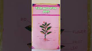 TLM parts of the plant 🌵 shorts viral [upl. by Burkitt636]