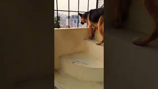 german shepherd dog barking  gsd dog barking  dog barking  puppy barking  dogs voices [upl. by Mathian]