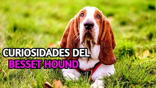 Curiosidades sobre la raza Besset Hound [upl. by Hakan]