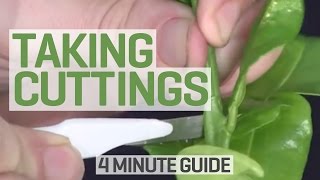 How To Take Cuttings  4 Minute Guide to Clones and Cloning [upl. by Enitsud815]