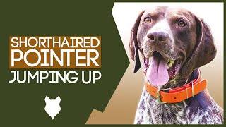 PUPPY TRAINING Stop Your GERMAN SHORTHAIRED POINTER Jumping Up [upl. by Yddeg]