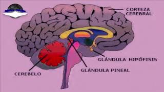 La Glándula Pineal y sus Funciones [upl. by Ynaffad]