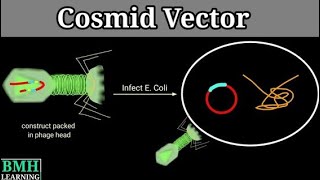 Cosmid  Biotechnology  2023 [upl. by Noseyt]