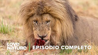 DEPREDADOR vs PRESA en la Sabana Africana 🗺️  Iconos de la Vida Silvestre 🌄 Ep 5  Love Nature 🍃 [upl. by Kimbell]