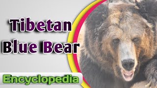 Tibetan Blue Bear  Audio  Video Encyclopedia [upl. by Jasmine]