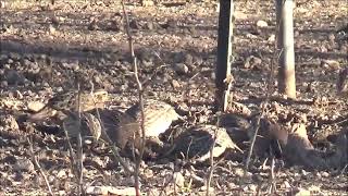 Northern Bobwhite Quail  Texas Hill Country [upl. by Arianne]