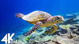 11 HOURS of 4K Underwater Wonders  Relaxing Music  Coral Reefs amp Colorful Sea Life in UHD [upl. by Rasecoiluj829]