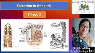 Excretion In Annelida  Class2  BSc 2nd semester zoology  Non Chordates Coelomates [upl. by Eimam]