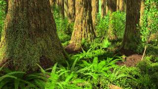 Redwood Forest Florissant Fossil Beds National Monument Colorado 34 Million Years Ago [upl. by Jorgensen]