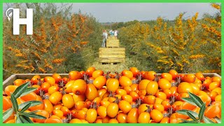 Growing amp Harvesting Sea Buckthorn Liquid Gold  How to Process Sea Buckthorn HappyFarm85 [upl. by Yelloh]