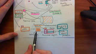 Microhomology Mediated End Joining  MMEJ [upl. by Chuch454]