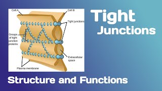 Tight junctions Structure and Functions [upl. by Alesiram]