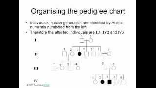 PEDIGREE SYMBOLS [upl. by Iror]