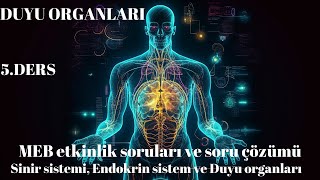 11Sınıf MEB Etkinlik ve soru çözümü Sinir Sistemi Endokrin sistem ve Duyu organları [upl. by Rheta]