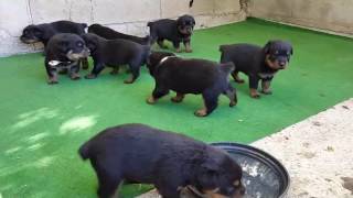 les chiots et parents rottweiler [upl. by Pancho334]