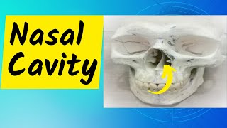 Nasal Cavity Part 1 Conchae meatuses sphenoethmoidal recess and nasolacrimal duct opening [upl. by Neelloj]