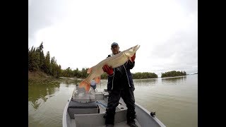 Wabigoon musky pike walleye [upl. by Nuahc492]