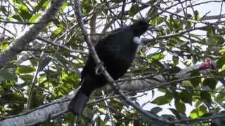 How To Feed Tui NZ Native Birds [upl. by Drofkcor]