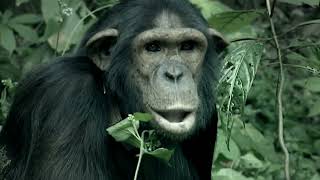 Nature Documentary  A Chimpanzees Tale [upl. by Assiroc896]