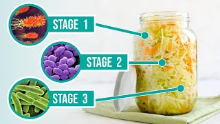 The Process of Fermentation  The 3 Crucial Stages of Fermenting Vegetables [upl. by Ardenia890]