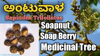 ಅಂಟುವಾಳ Sapindus Trifoliatus South Indian Soapnut [upl. by Alakim]