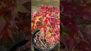 Japanese Maple colors shishigashira mikawa yatsubusa Bloodgood [upl. by Freeland]