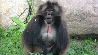 Gelada mannengroep  Gelada baboon male group  Diergaarde Blijdorp 2018 [upl. by Crespi671]