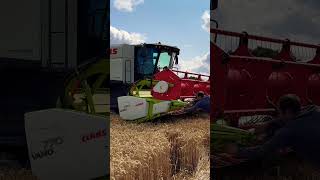 MONSTER CLAAS LEXION 8800 HARVESTING WHEAT YORKSHIRE TRACTOR COMBINE AGRICULTURE FARM [upl. by Trstram]