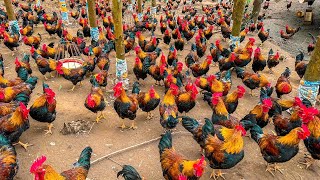 Millions Of Chickens On The Hills Farmers Raise Millions Of Free Range Chickens This Way [upl. by Nachison139]