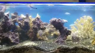 Saltwater Aquariums Made From Plastic TANKS DIRECTFlorida USA [upl. by Rema]