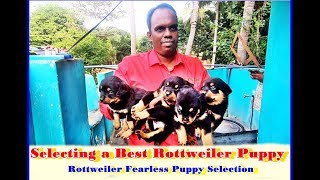 Selecting a Best Rottweiler Puppy HLaika Puppies Part 2 [upl. by Tallbot]