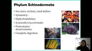 Phylum Echinodermata [upl. by Andel578]