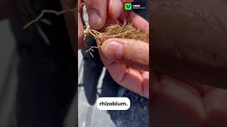 Rhizobium setting Nitrogen farming agronomy agriculture regenag [upl. by Onateag]