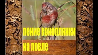 ПЕНИЕ КОНОПЛЯНКИ РЕПОЛОВАAcanthis Carduelis cannabina [upl. by Matthei]