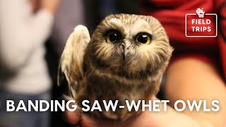 Banding Saw whet Owls [upl. by Nomelihp]