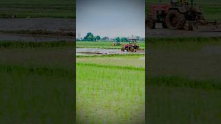 Beginning of kharif season in jammu 🌾  seasonal crop  Rice cultivation 🍚  nature food rice [upl. by Regni]