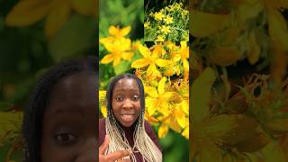 Benefits of St John’s wort [upl. by Ardnuhsal]