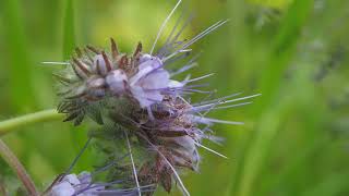 Phacelia tanacetifolia [upl. by Rosenberger]