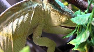 Parsons Chameleon Drinking Water [upl. by Osswald]