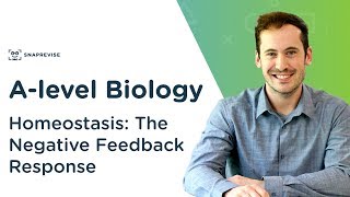 Homeostasis The Negative Feedback Response  Alevel Biology  OCR AQA Edexcel [upl. by Berna]