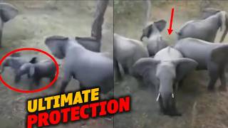 Elephant Herd’s Defense for Calves Protective Circle [upl. by Notnef]