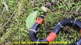 Micrurus lemniscatus  The South American Coral Snake [upl. by Arihday192]