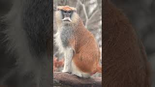 Patas Monkey Common Patas Monkey Erythrocebus patas in Old World Monkey Family Cercopithecidae [upl. by Merill]