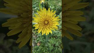 Sonchus oleraceus flower plant [upl. by Onia705]